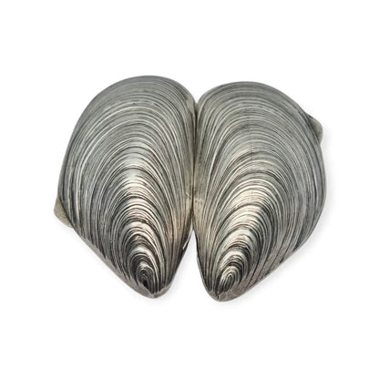 Caja de plata 800 vintage con forma mejillón cofre concha marina años